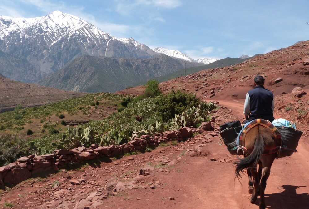 From Village Roots to Global Impact: The Story of Ahmed, a Rural Tech Pioneer
